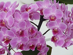 orchidsNL (48)